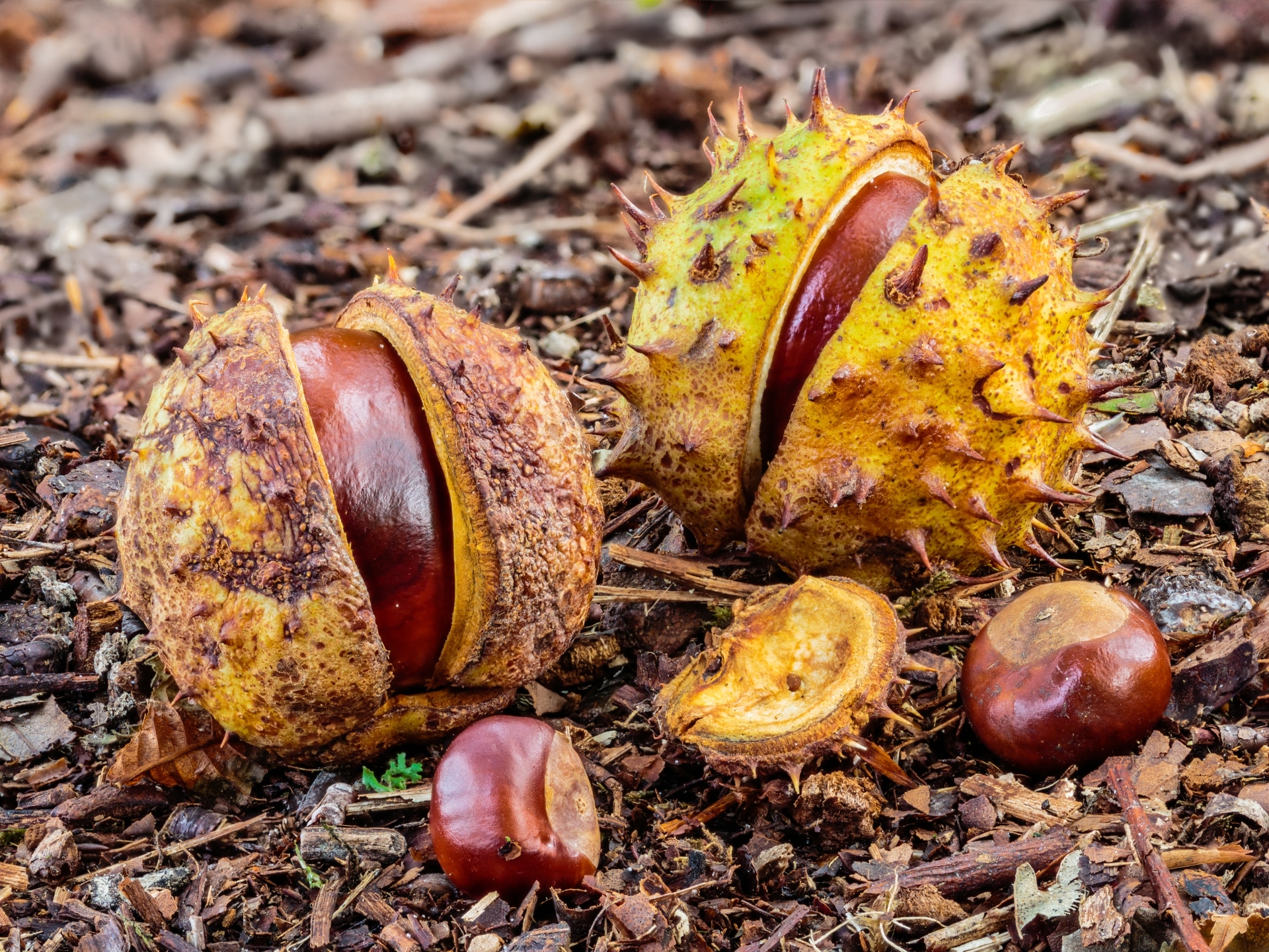 Pod kasztanami [wpis przykładowy]